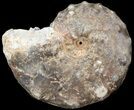 Mammites Ammonite - Goulmima, Morocco #44646-1